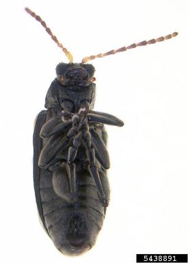 alligatorweed flea beetle, Agasicles hygrophila  (Coleoptera: Chrysomelidae) - 5438891