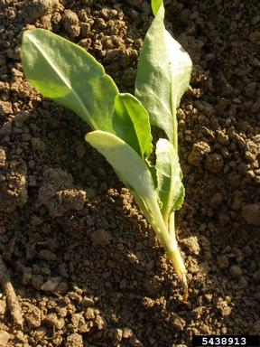 damping-off/root rot (Aphanomyces cochlioides ) on common beet (Beta vulgaris ) - 5438913