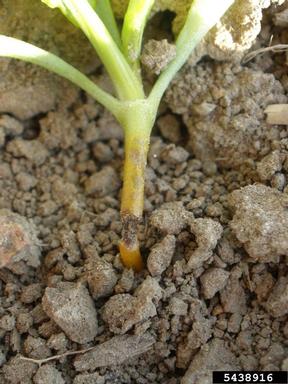 damping-off/root rot (Aphanomyces cochlioides ) on common beet (Beta vulgaris ) - 5438916