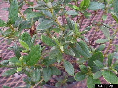 broad mite (Polyphagotarsonemus latus ) on rhododendrons and azaleas (Rhododendron spp. ) - 5438920