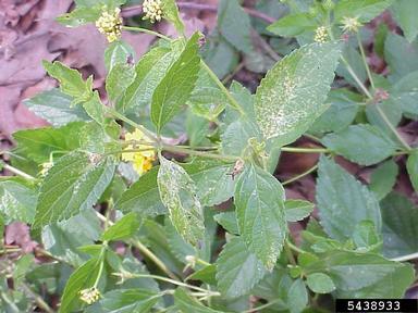 lantana lace bug (Teleonemia scrupulosa ) on lantana (Lantana spp. ) - 5438933