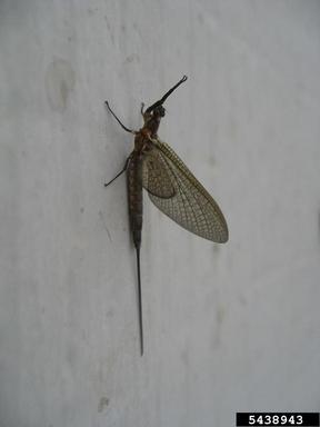 mayfly, Callibaetis spp.  (Ephemeroptera: Baetidae) - 5438943