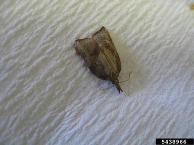 leafrollers and olethreutine moths,    (Lepidoptera: Tortricidae) - 5438966