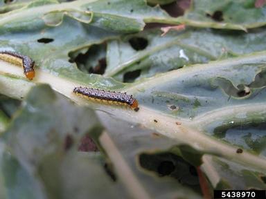 cross-striped cabbageworm (Evergestis rimosalis ) on mustard (Brassica spp. ) - 5438970