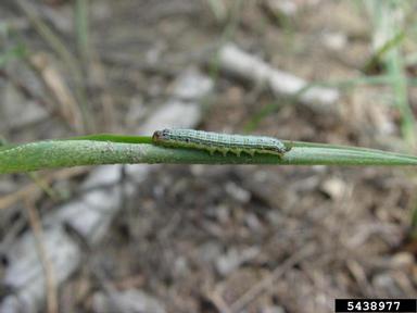 fall armyworm, Spodoptera frugiperda  (Lepidoptera: Noctuidae) - 5438977