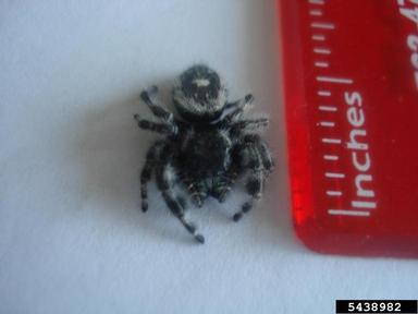 daring jumping spider, Phidippus audax  (Araneae: Salticidae) - 5438982