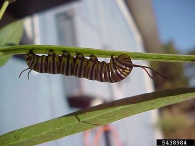 monarch butterfly (Danaus plexippus ) on butterfly milkweed (Asclepias tuberosa ) - 5438984