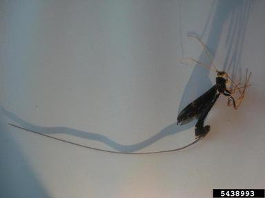 Ichneumonid wasp, Megarhyssa atratus  (Hymenoptera: Ichneumonidae) - 5438993