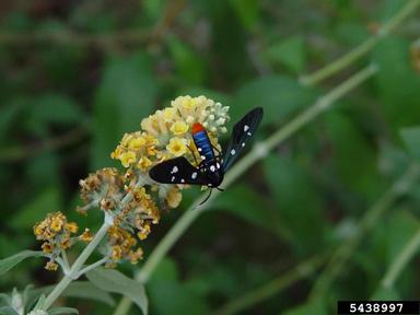 oleander moth (Syntomeida epilais jucundissima) on butterflybush (Buddleja spp. ) - 5438997