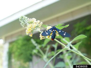 oleander moth (Syntomeida epilais jucundissima) on butterflybush (Buddleja spp. ) - 5439005