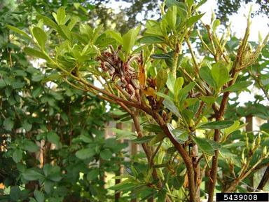azalea caterpillar (Datana major ) on rhododendrons and azaleas (Rhododendron spp. ) - 5439008