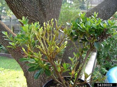 azalea caterpillar (Datana major ) on rhododendrons and azaleas (Rhododendron spp. ) - 5439009