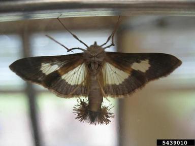 pickleworm, Diaphania nitidalis  (Lepidoptera: Crambidae) - 5439010