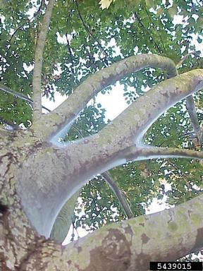 bark lice (Archipsocus nomas ) on maple (Acer spp. ) - 5439015