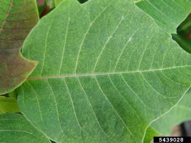 Lewis spider mite (Eotetranychus lewesi ) on poinsettia (Euphorbia pulcherrima ) - 5439028