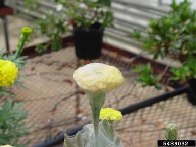 twospotted spider mite (Tetranychus urticae ) on Aztec marigold (Tagetes erecta ) - 5439032