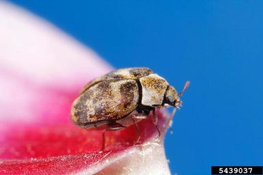 varied carpet beetle, Anthrenus verbasci  (Coleoptera: Dermestidae) - 5439037