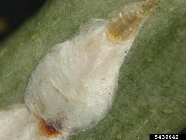 magnolia white scale (Pseudaulacaspis cockerelli ) on sago palm (Cycas revoluta ) - 5439042