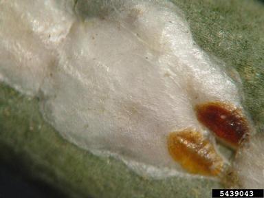 magnolia white scale (Pseudaulacaspis cockerelli ) on sago palm (Cycas revoluta ) - 5439043