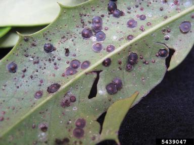 Florida red scale (Chrysomphalus aonidum ) on Chinese holly (Ilex cornuta ) - 5439047