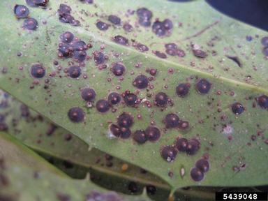 Florida red scale (Chrysomphalus aonidum ) on Chinese holly (Ilex cornuta ) - 5439048