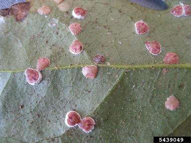 pyriform scale (Protopulvinaria pyriformis ) on paperplant (Fatsia japonica ) - 5439049