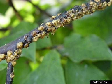 tuliptree scale (Toumeyella liriodendri ) on lily magnolia (Magnolia liliiflora ) - 5439062