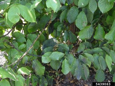 tuliptree scale (Toumeyella liriodendri ) on lily magnolia (Magnolia liliiflora ) - 5439063