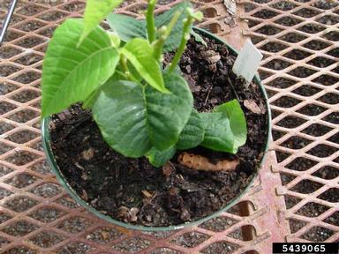 cutworms, loopers, owlet moths, and underwings (  ) on poinsettia (Euphorbia pulcherrima ) - 5439065