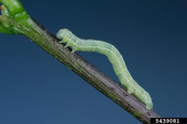 fall cankerworm, Alsophila pometaria  (Lepidoptera: Geometridae) - 5439081