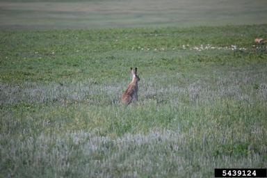 black-tailed jack rabbit, Lepus californicus  (Lagomorpha: Leporidae) - 5439124