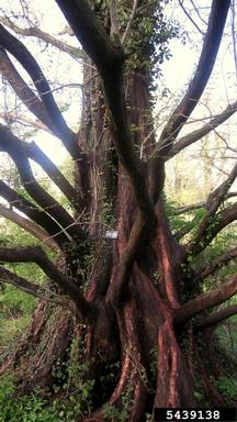 dawn redwood, Metasequoia glyptostroboides  (Pinales: Taxodiaceae) - 5439138