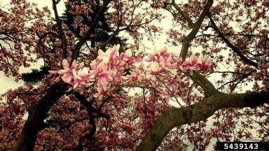 saucer magnolia, Magnolia x soulangiana  (Magnoliales: Magnoliaceae) - 5439143