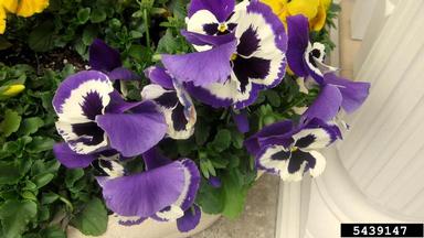 pansy, Viola tricolor  (Violales: Violaceae) - 5439147