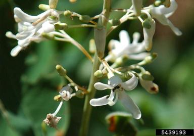 Georgia plume, Elliottia racemosa  (Ericales: Ericaceae) - 5439193