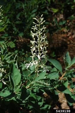 Georgia plume, Elliottia racemosa  (Ericales: Ericaceae) - 5439198