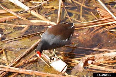 common moorhen, Gallinula chloropus  (Gruiformes: Rallidae) - 5439262