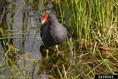 common moorhen, Gallinula chloropus  (Gruiformes: Rallidae) - 5439263