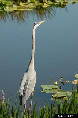 great blue heron, Ardea herodias  (Ciconiiformes: Ardeidae) - 5439337