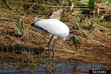 wood stork, Mycteria americana  (Ciconiiformes: Ciconiidae) - 5439382