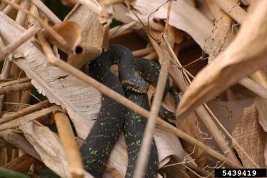Florida water snake, Nerodia fasciata pictiventris (Squamata: Colubridae) - 5439419