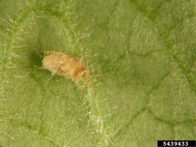 unknown fungi (  ) on aphids (  ) - 5439433