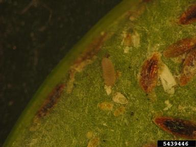 lady beetle (  ) on tea scale (Fiorinia theae ) - 5439446