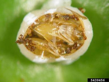 ants, bees, sawflies, wasps, and allies (  ) on Florida wax scale (Ceroplastes floridensis ) - 5439456