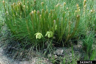 hooded pitcherplant, Sarracenia minor  (Nephenthales: Sarraceniaceae) - 5439472