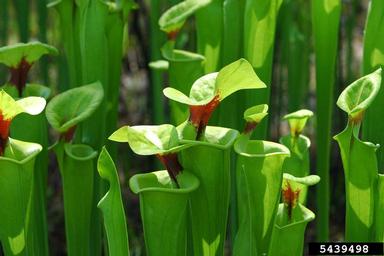 yellow pitcherplant, Sarracenia flava  (Nephenthales: Sarraceniaceae) - 5439498