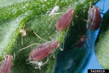 potato aphid (Macrosiphum euphorbiae ) on tomato (Lycopersicon esculentum ) - 5439519