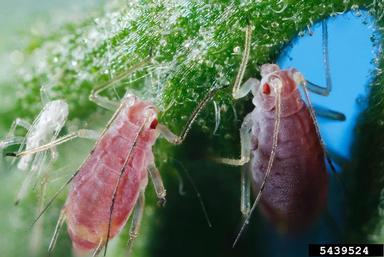 potato aphid (Macrosiphum euphorbiae ) on tomato (Lycopersicon esculentum ) - 5439524