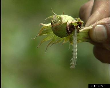 nuclear polyhedrosis virus (Nucleopolyhedrovirus  ) on old world bollworm, cotton bollworm (Helicoverpa armigera ) - 5439528