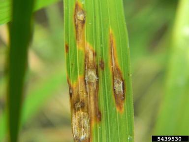 rice blast disease (Pyricularia spp. ) on rice (Oryza sativa ) - 5439530